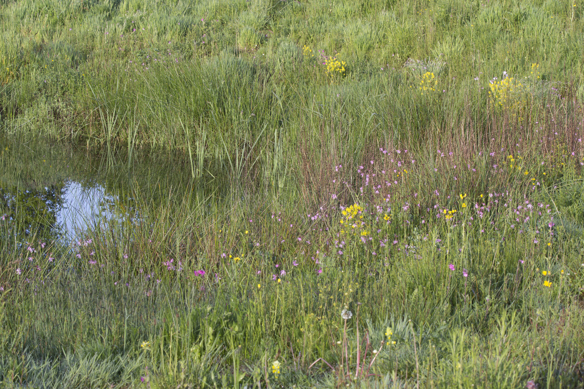 G3 Bloemrijk grasland - natte grond : Losse grammen