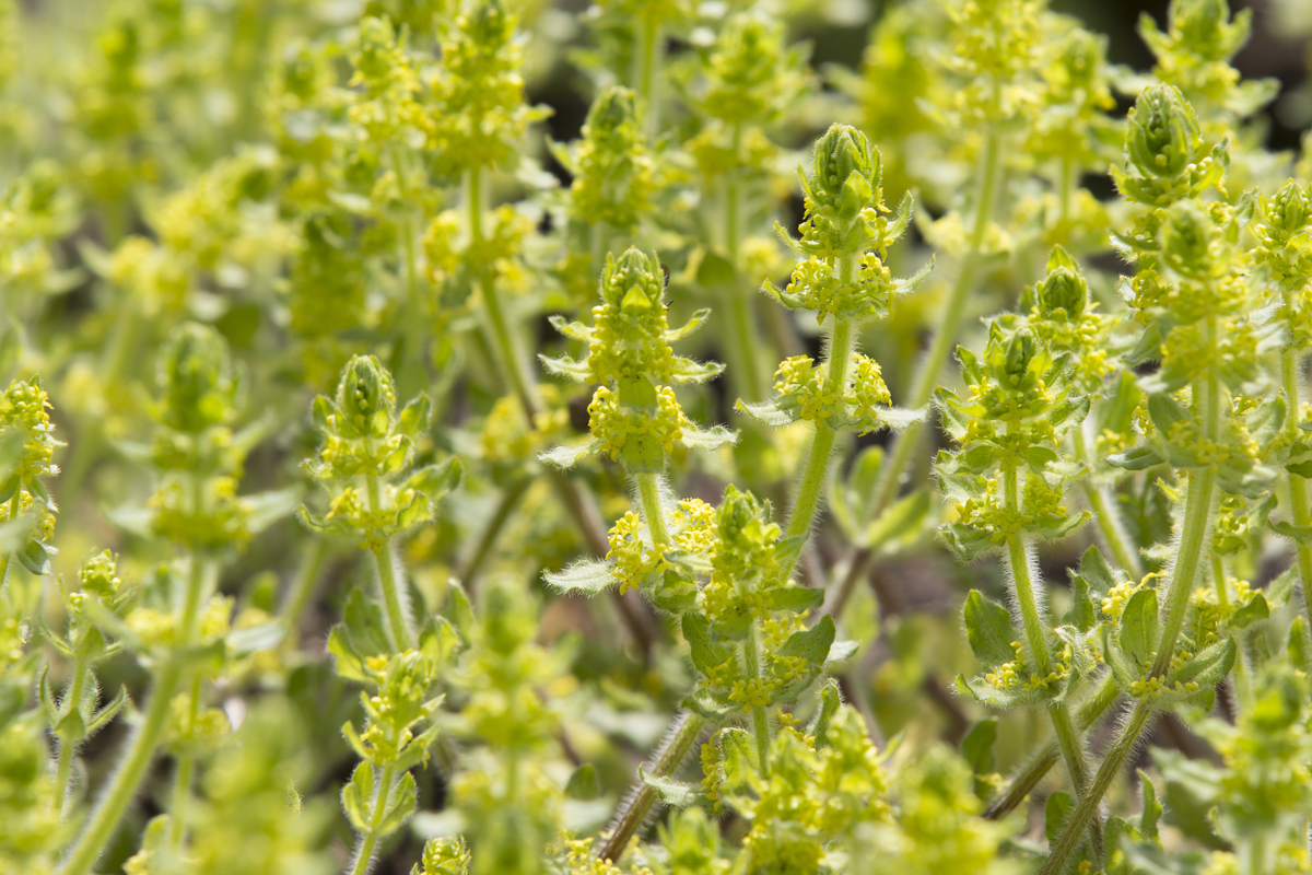 Kruisbladwalstro - Cruciata laevipes : Plant in P9 pot