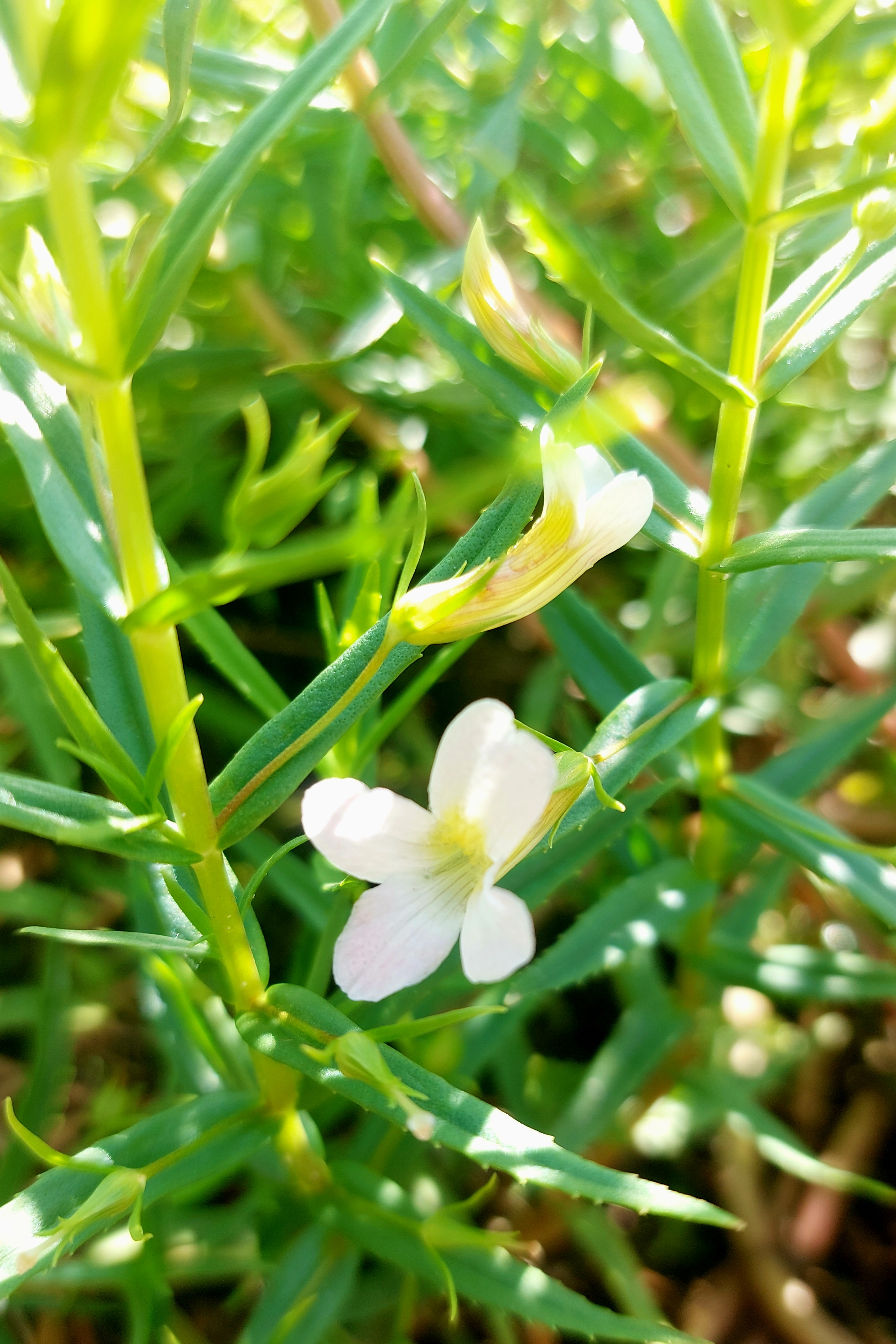 Genadekruid - Gratiola officinalis : Plant in P9 pot