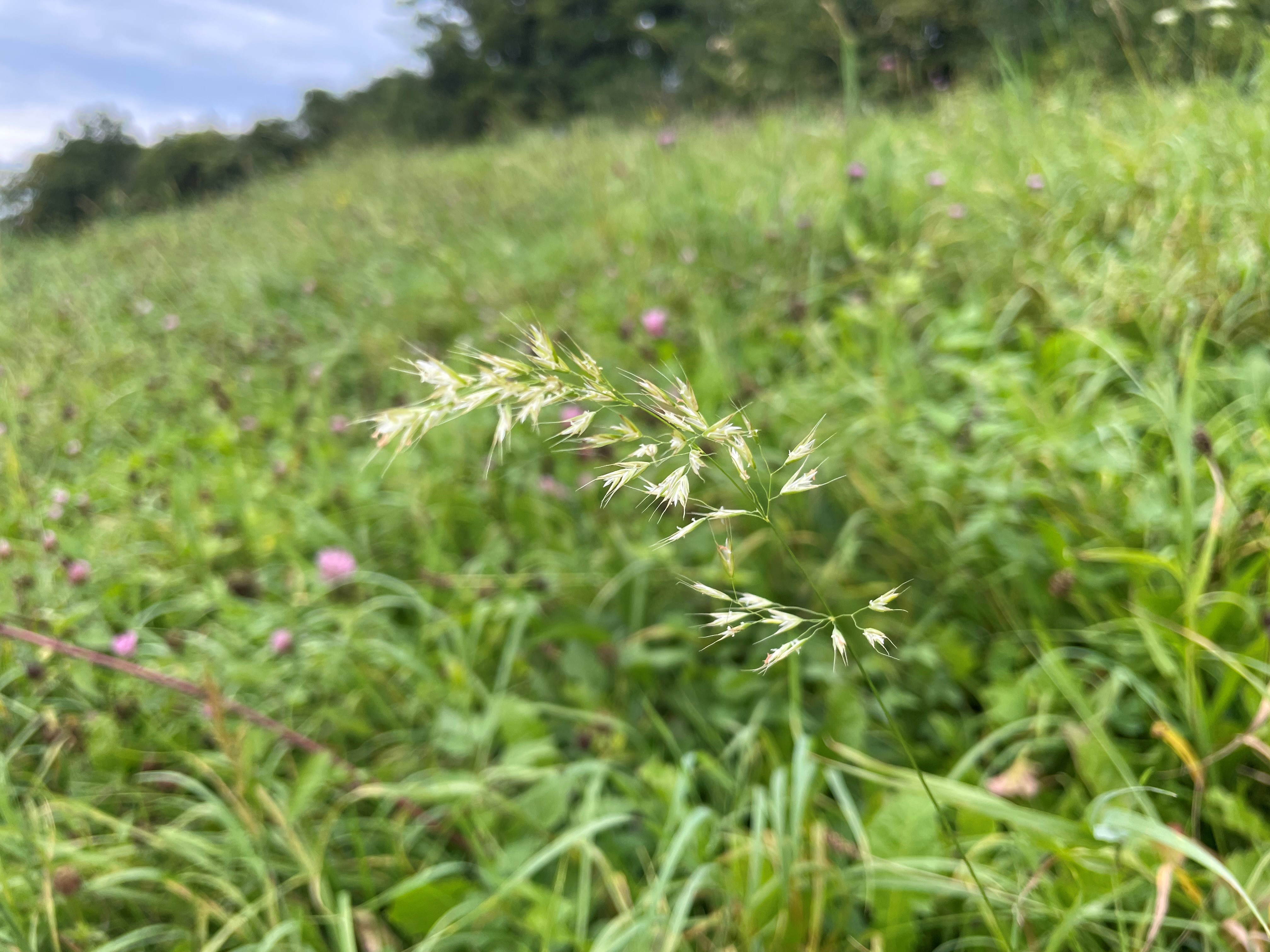 Goudhaver - Trisetum flavescens : Losse grammen