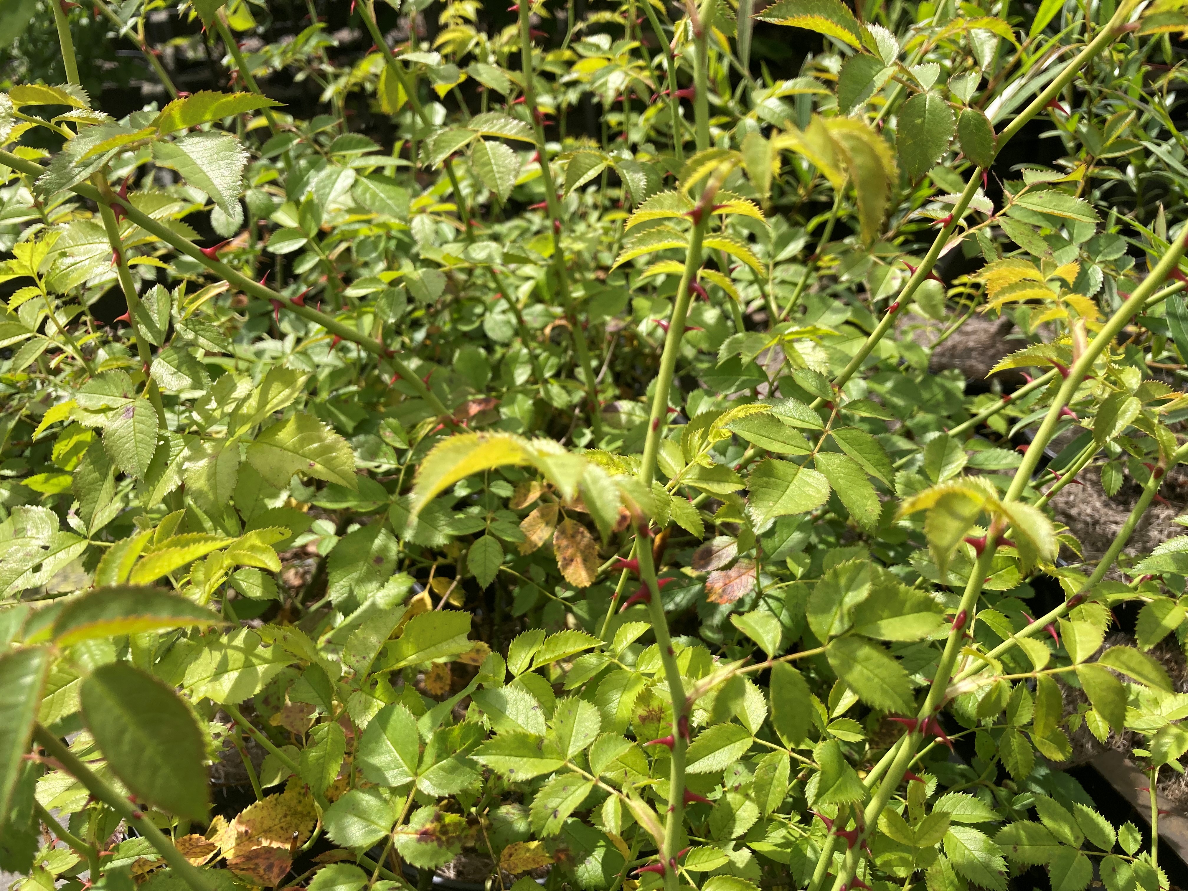 Beklierde heggenroos - Rosa tomentella (syn R. balsamica) : Los stuk wortelgoed