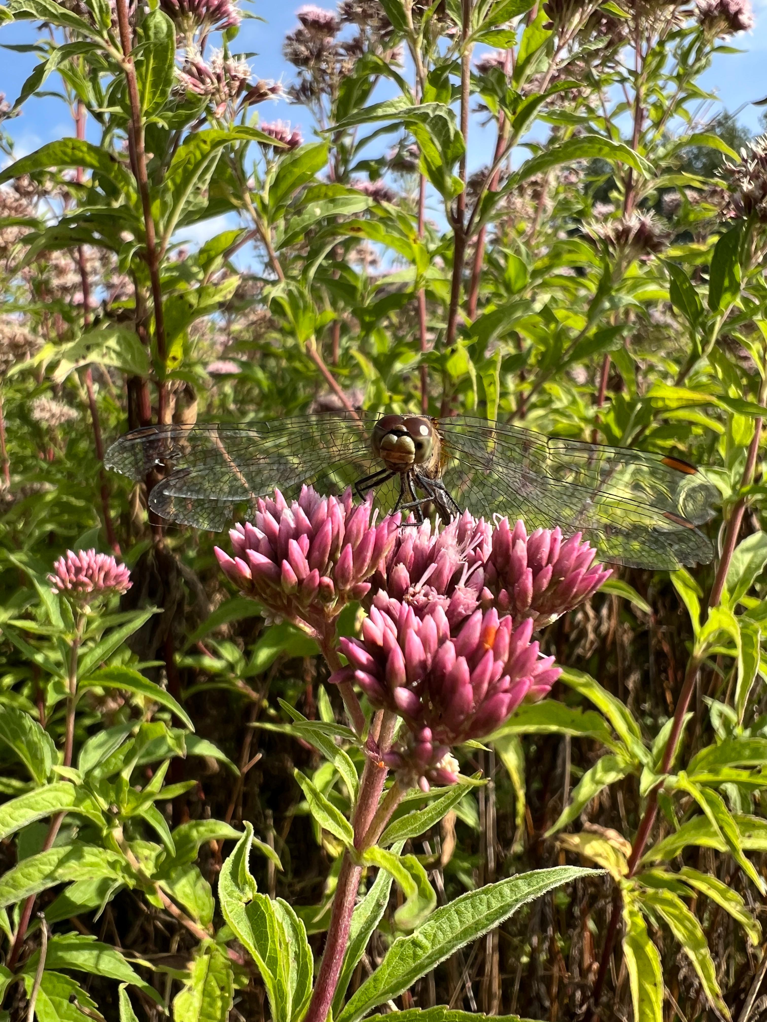 Plantpakket Libellen Hoeckje - hoog