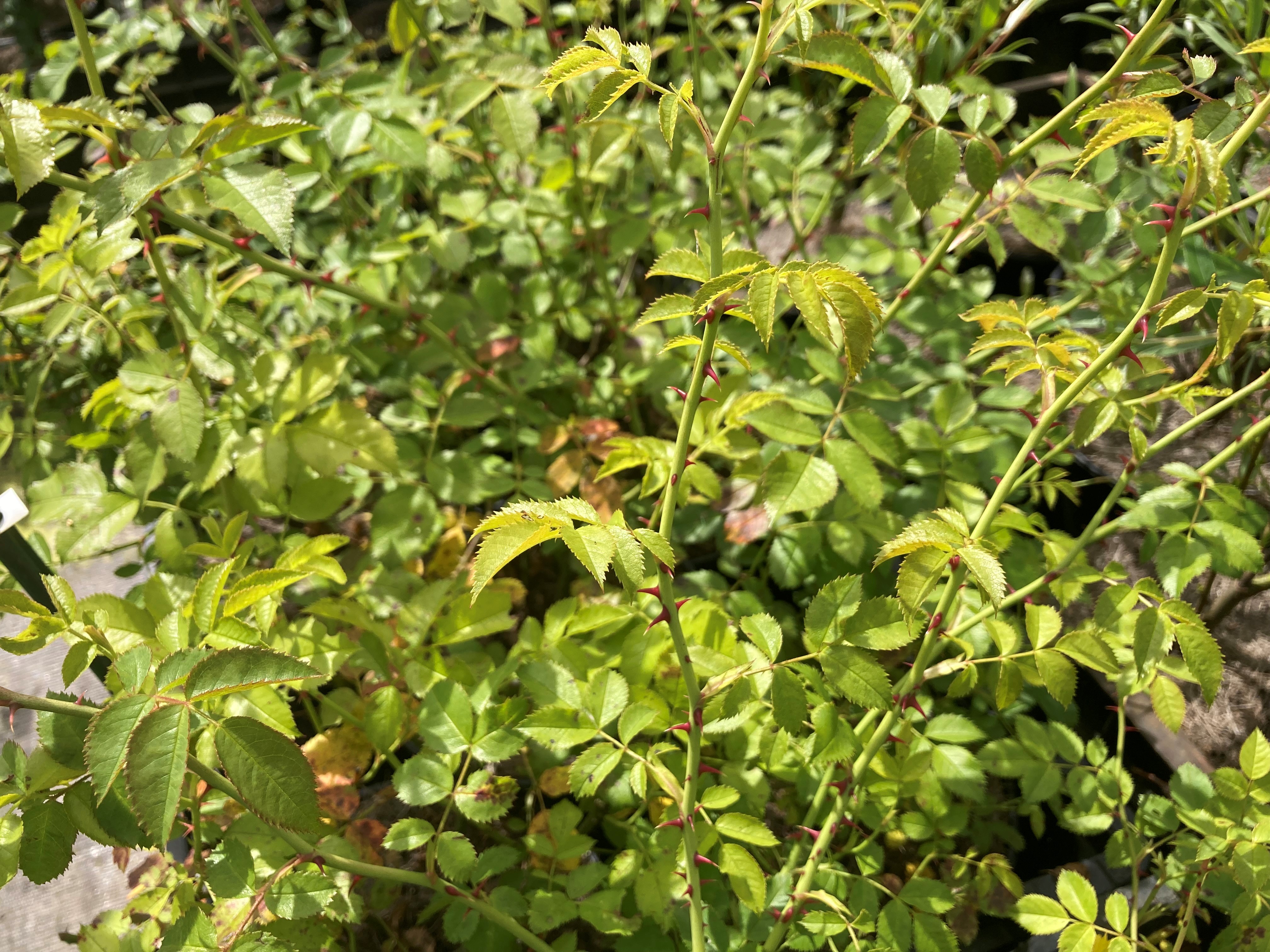 Beklierde heggenroos - Rosa tomentella (syn R. balsamica) : Los stuk wortelgoed
