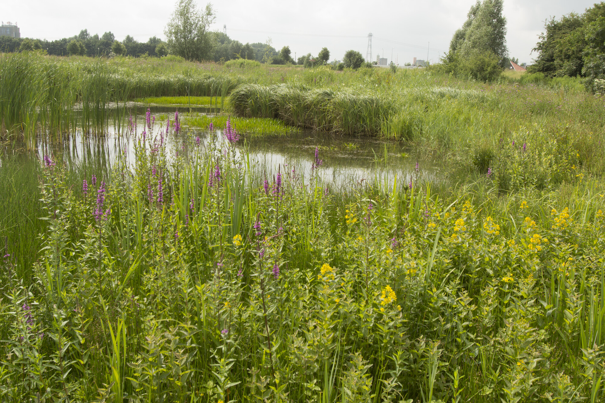 G3 Bloemrijk grasland - natte grond : Losse grammen