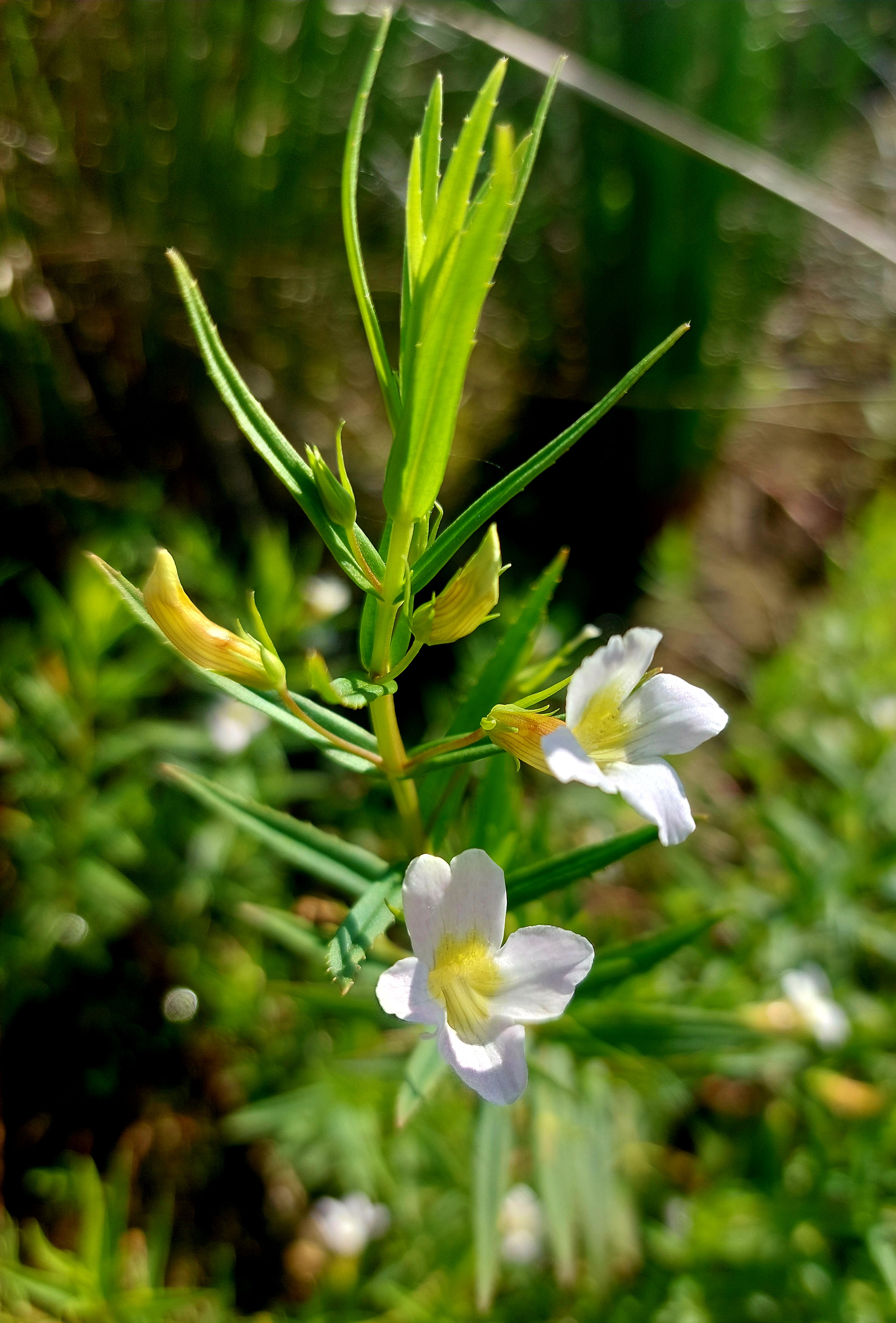 Genadekruid - Gratiola officinalis : Plant in P9 pot