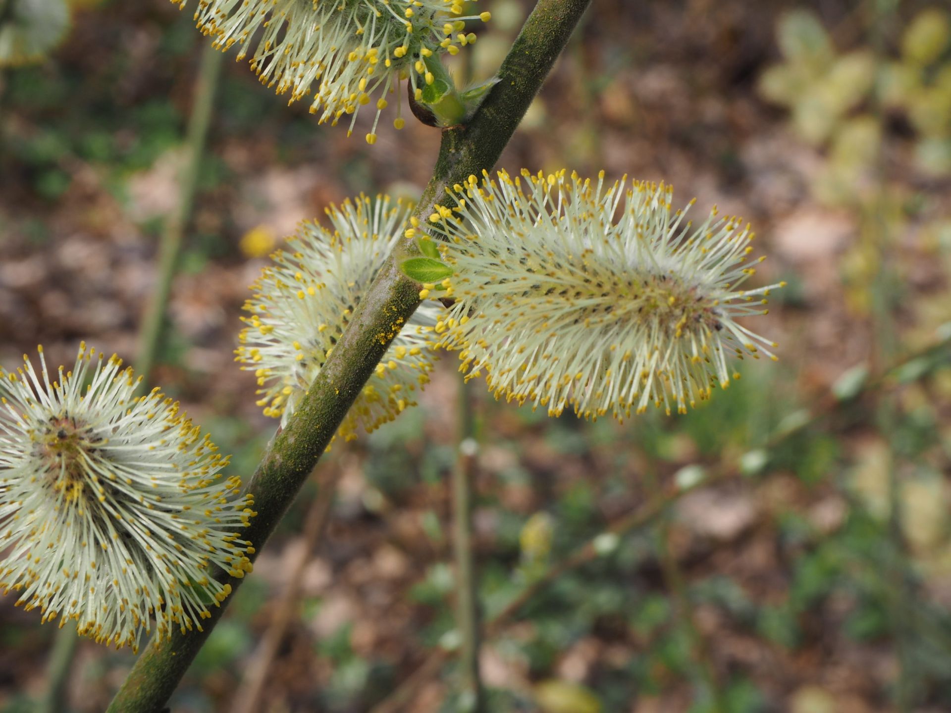 Grauwe wilg - Salix cinerea