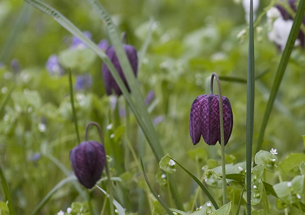 Wilde Kievitsbloem - Fritillaria Meleagris